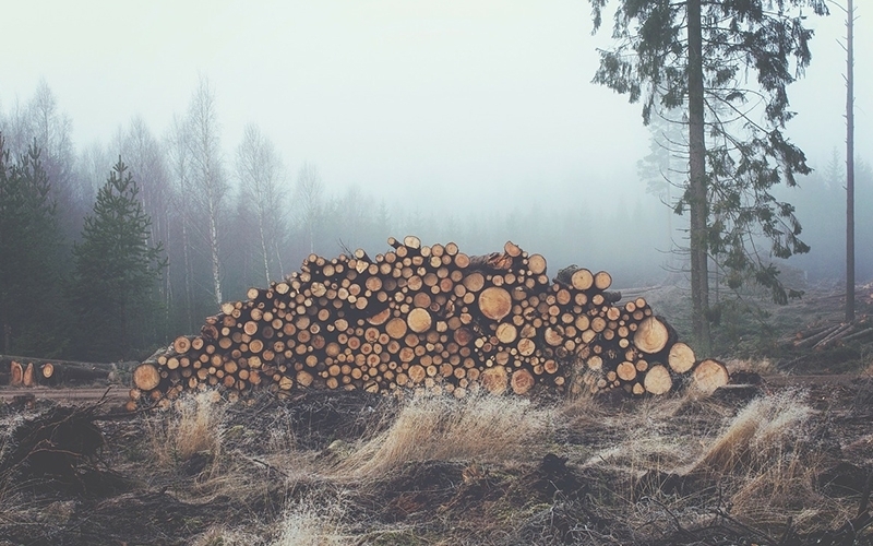 deforestation